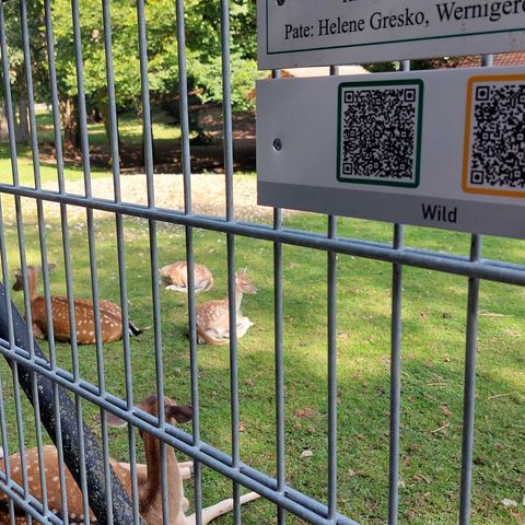 Am Zaun des Wildtiergeheges ist ein Schild mit einem QR-Code zur Rallye durch den Wildpark Christianental angebracht.